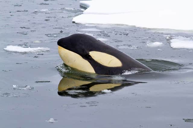 Meltring sea ice is allowing Killer Whales to hunt for longer in Arctic waters (photo: Getty Images)