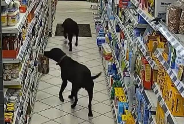 Thieving Labradors caught on CCTV stealing loaf of bread in hilarious shoplifting incident