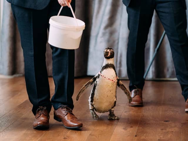 Groom surprises bride with penguin ring bearer at wedding.