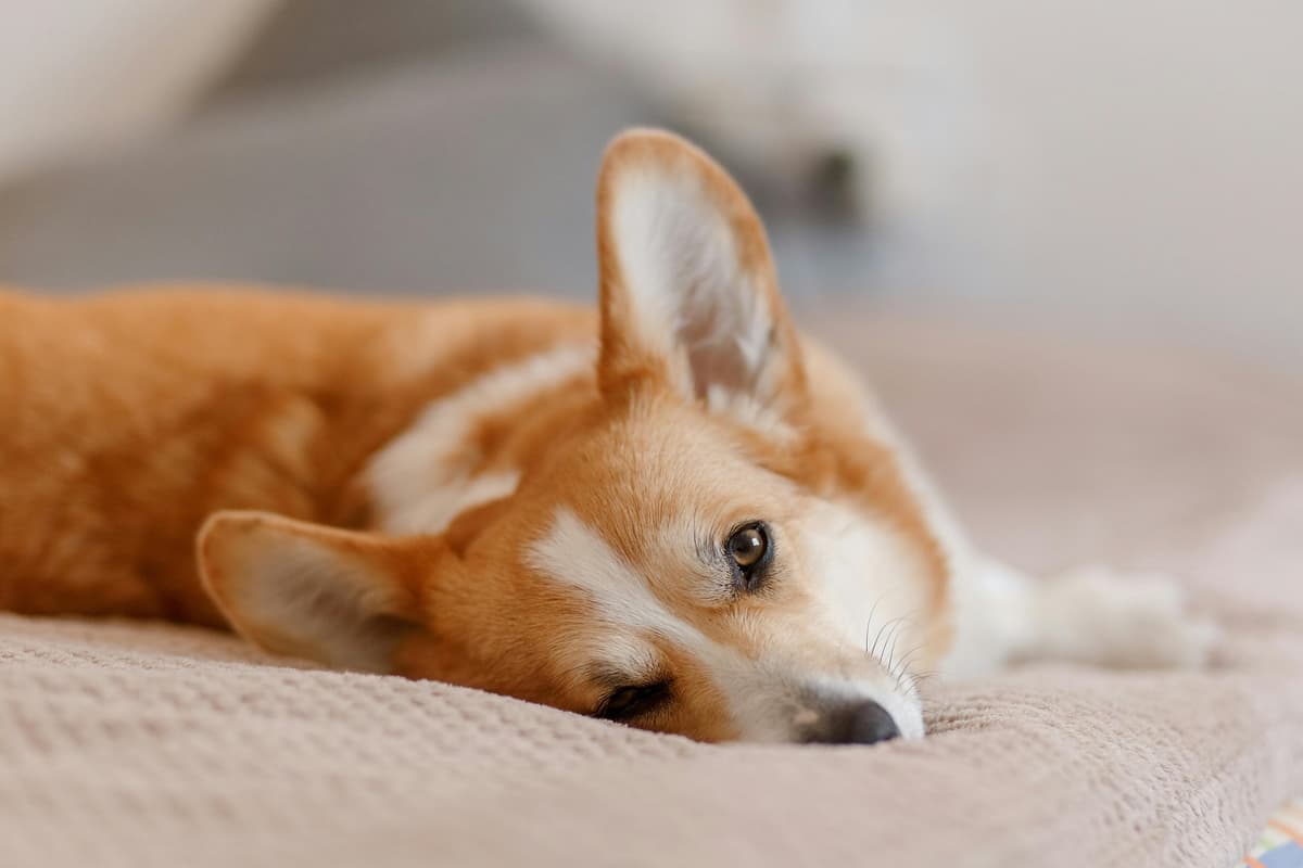 Never give your dog this common household medication experts warn