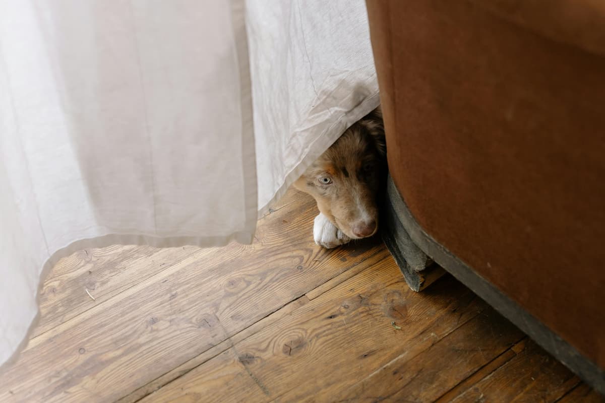Keep your dog calm during fireworks this Halloween by following these ...