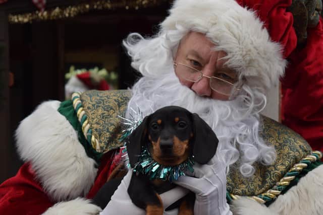 Rescue Daschund puppy Salami meets Santa for the first time at Notcutts Victoria garden centre.