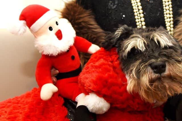 Christmas pudding, alcohol and even gravy have been named in a list of Christmas foods that could poison canine companions.