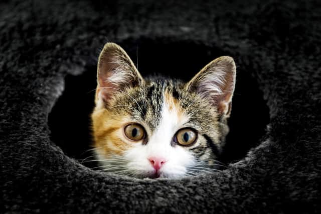 Cat owners who fail to have their pet microchipped could be fined or prosecuted under rules being proposed by ministers. (Getty Images)