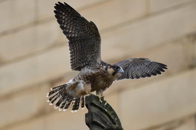 A juvenile peregrine. Photo by Julie Knowles.