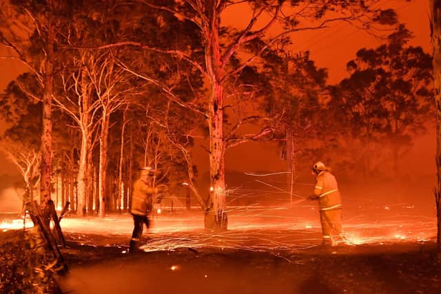 Thousands of wildlife have been injured in the bushfires in Australia. (Getty Images)