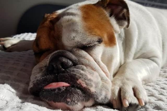 The search is on to find the funniest photo of a sleeping pet!