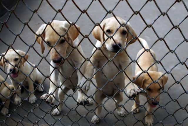 Shocking new figures have been revealed showing how unsuspecting dog lovers in Yorkshire may have been conned or 'dogfished' into buying puppies illegally imported into the UK, leaving them heartbroken and almost 500 out-of-pocket.