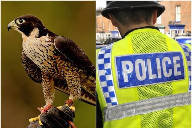 Police have launched an investigation after a protected peregrine falcon was found dead in Wakefield. Stock image.