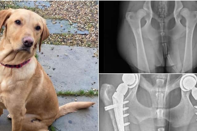 Bailey with his before (top) and after X-rays.