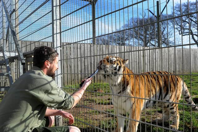 The Yorkshire Wildlife Park is closing due to coronavirus. Pictured is animal ranger Adam Spencer feeds Shuna the Tiger at the park.