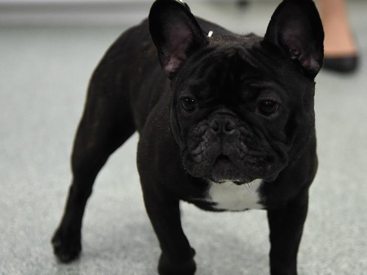 Man to go on trial at accused of French bulldog robbery | Wakefield Express