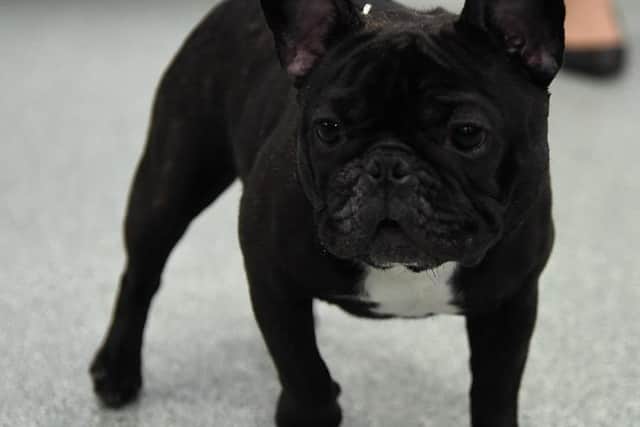 He is accused of robbing another man of his French bulldog. (the breed pictured)