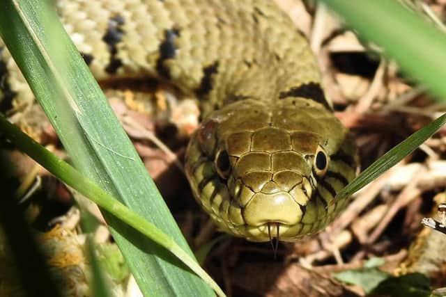 In the wider environment, particularly in some urban areas, the RSPB saidthat some wildlife may also be starting to respond tolack of people, including grass snakes.Photo credit: Sara Humphrey