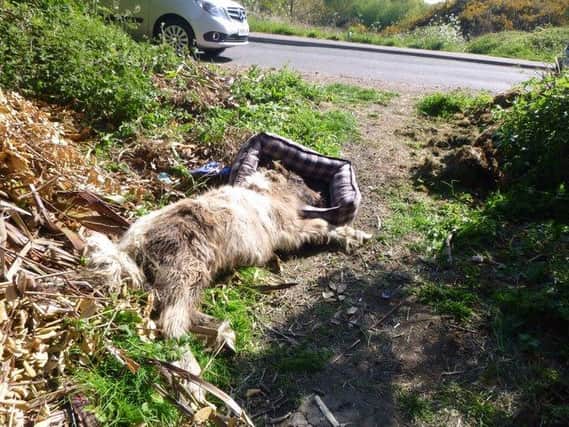 The gravely-ill pony was found by dog walkers.