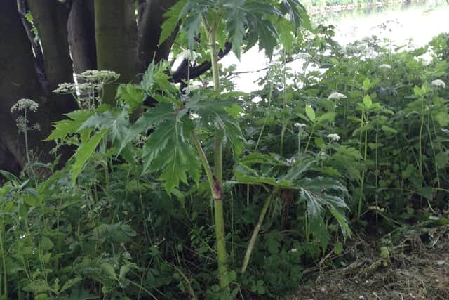 Giant hogweed found in Wakefield this month.