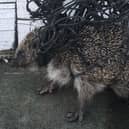 The poor hedgehog was trapped in netting.