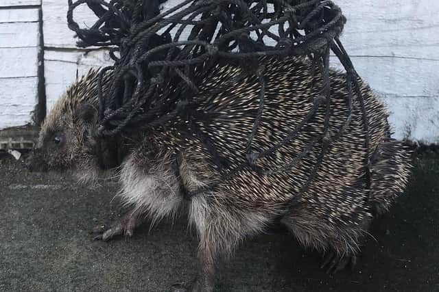 The poor hedgehog was trapped in netting.