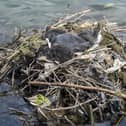 Visitors to a beauty spot are being asked to bin their litter after shocking photos emerged showing a bird had created a nest made up of rubbish.