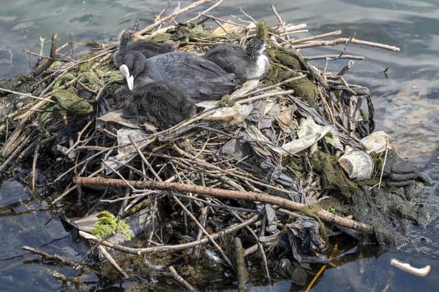 Visitors to a beauty spot are being asked to bin their litter after shocking photos emerged showing a bird had created a nest made up of rubbish.