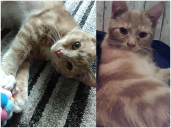 Purdy has been missing from his home in Crigglestone for more than two weeks.