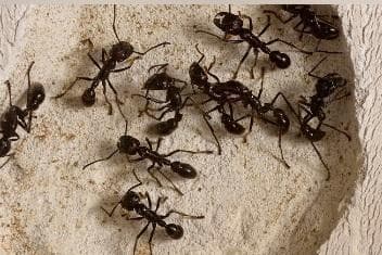 Repulsive Ant Ant attack! Seven natural remedies to deter and repel ants