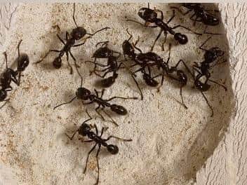 Ants use a pheromone trail to ensure the safe movement and transportation of a colony, so chances are if youve seen a few on your property, hundreds more will follow.