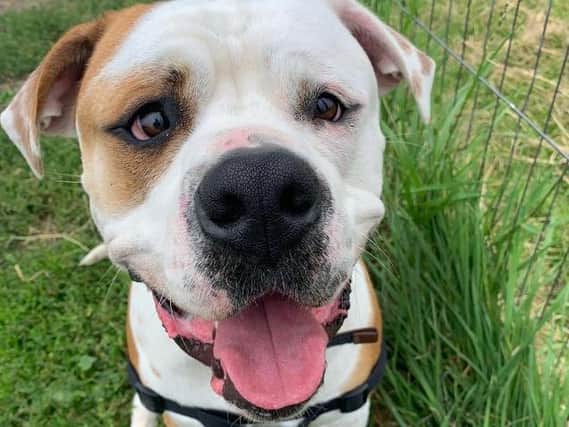 Happy update on American Bulldog, Hector, who was burned with cigarettes and left chained up