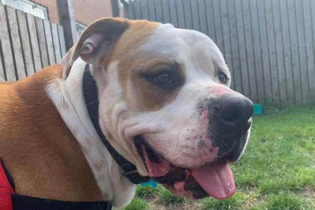 Happy update on American Bulldog, Hector, who was burned with cigarettes and left chained up