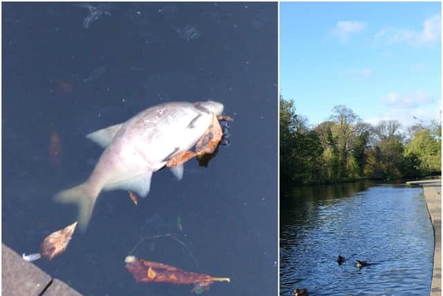 Dozens of dead fish have been spotted floating on the lake at Wakefield's Thornes Park. Photos: @MisterJMV1/JPIMedia