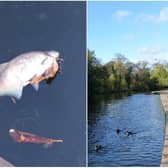 The Environment Agency is investigating the deaths of dozens of fish at Wakefield's Thornes Park. Photos: @MisterJMV1/JPIMedia
