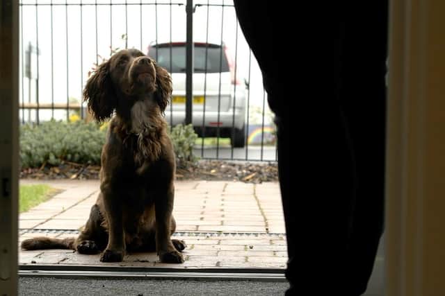 Chester the Cocker Spaniel is ready to show potential buyers a "dog's eye view' of the new Elm Tree Park development in Wakefield.