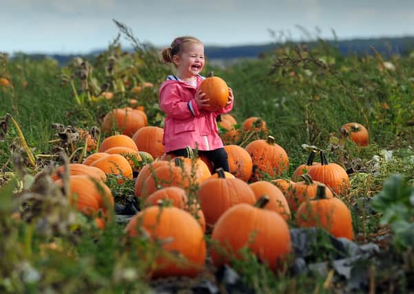 Pick up your own pumpkin at Farmer Copleys.