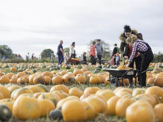 Previous pumpkin festival at Farmer Copleys