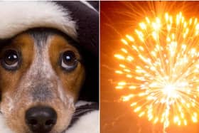 Dogs Trust is urging all dog owners to take preventative measures to prepare their dogs for fireworks and has advice and support to dog owners to help keep their dog as stress-free as possible.