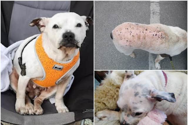 A Wakefield woman has been disqualified from keeping animals after leaving one of her dogs with a ‘chronic’ untreated skin condition. Photos: RSPCA
