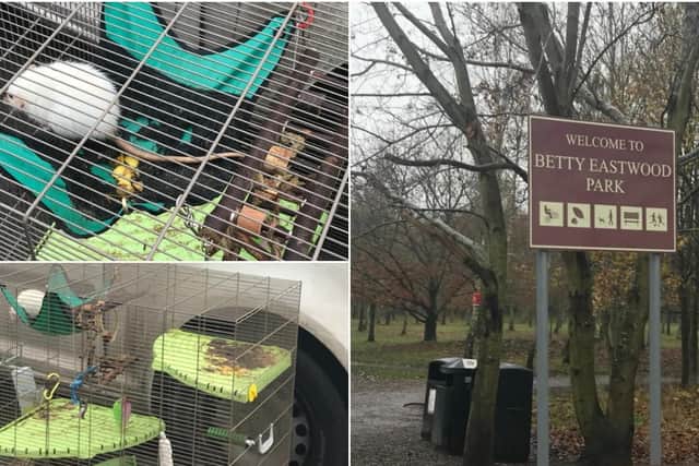 The two young adult female rats had been dumped in a large cage at the entrance to Betty Eastwood Park on  Haveroid Lane on Friday, December 11.