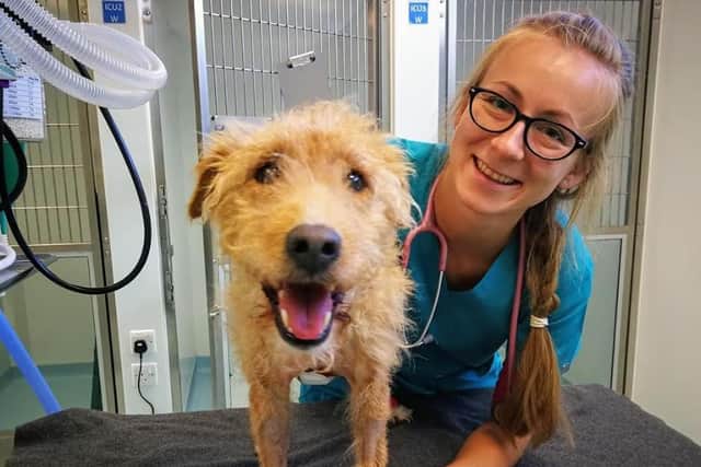 Veterinary nurse Lydia Barry with a canine patient.