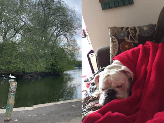 Firefighters lept to the rescue of a one-year-old bulldog after falling through ice in Pontefract Park lake