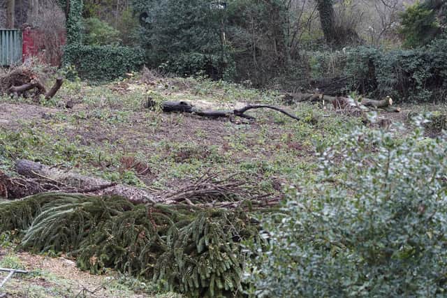 Residents are enraged by the tree felling.