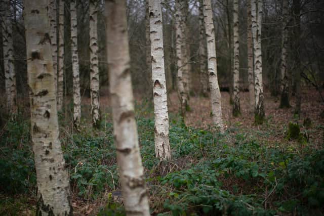 Six Yorkshire councils are involved in the scheme, which will see trees planted across swathes of public land.