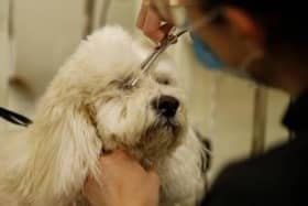 Wakefield Council has received several enquiries about the operation of dog grooming businesses under the current national lockdown restrictions.