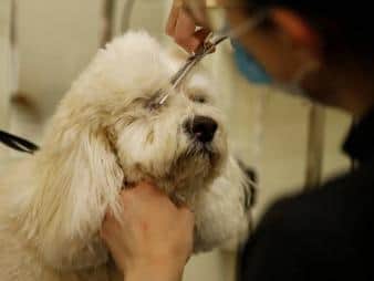 Wakefield Council has received several enquiries about the operation of dog grooming businesses under the current national lockdown restrictions.