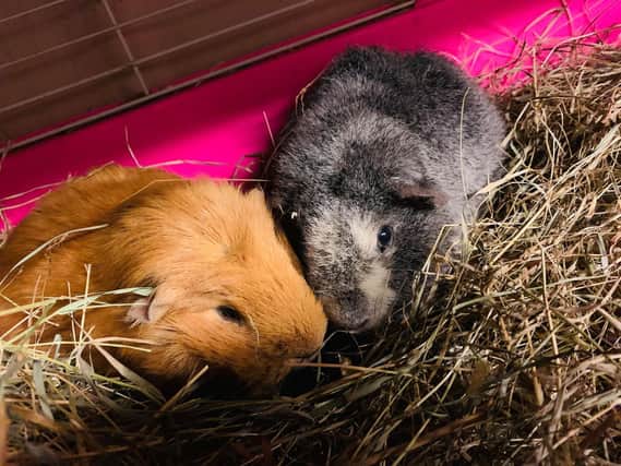 The two guinea pigs, now named Bill and Ted, were found abandoned in a field close to South Elmsall on Wednesday, before being rushed to nearby rescue Hilton's Guinea Piggies. Photo: Lynnie Hilton