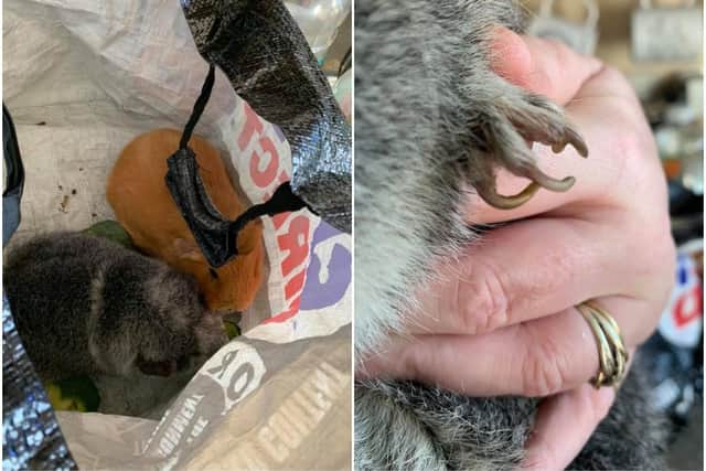 The guinea pigs had overgrown claws, mites and fungal infections. Left: Donna-Marie Witney rescued the duo after finding them abandoned in a field near South Elmsall.