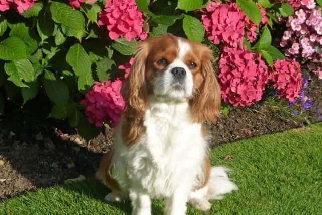 Poppy, a six-year-old Cavalier King Charles Spaniel, underwent the life-changing treatment at Paragon Veterinary Referrals in Wakefield and is now back to her best.