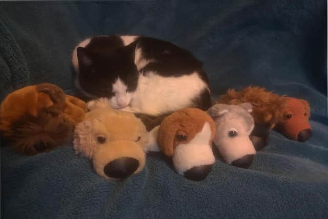 The owner of a real-life cat burglar who has been caught stealing cuddly toys in Eastmoor is appealing for help in returning the toys to their owner. Photo: Michelle Blacker