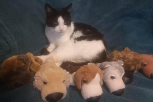 Bella, four, has stolen six of the animals in the last few days, and her owners now hope to find out where the toys have come from. Photo: Michelle Blacker