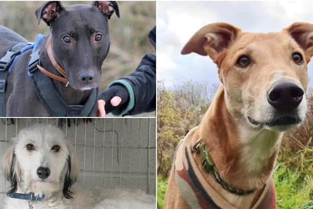 Lyle, River and Jake need forever homes. Can you help?