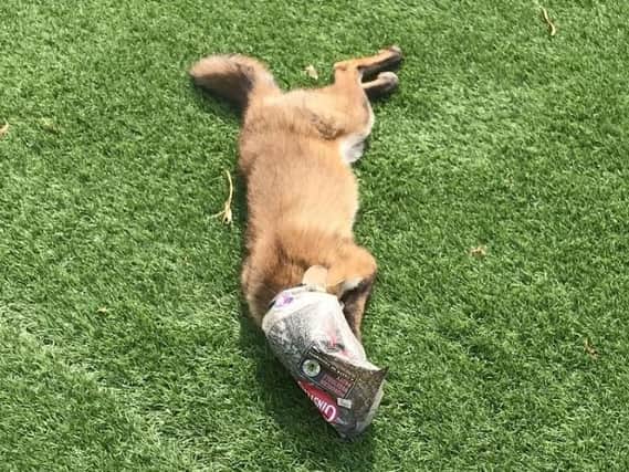 A fox was found with his head caught in an old Cornish pasty wrapper.